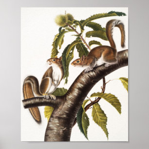 Póster Carolina Gray Squirrel (Sciurus Carolinensis)