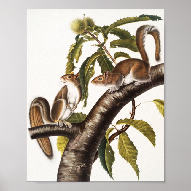 Póster Carolina Gray Squirrel (Sciurus Carolinensis) (Frente)