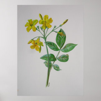 Póster Carolina Jasmine Botanic Art