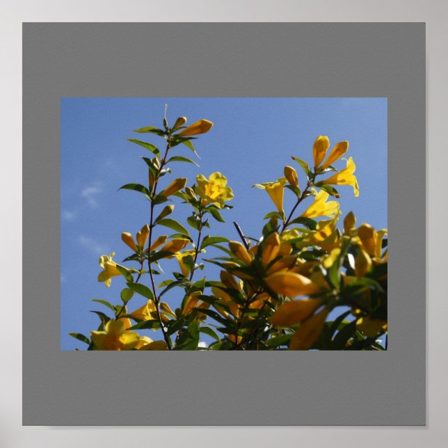 Póster Carolina Jasmine Poster (Frente)