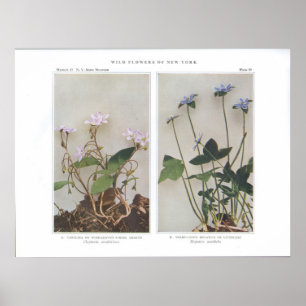 Póster Carolina o belleza de primavera de gran alcance