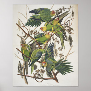 Póster Carolina Parakeet, de 'Birds of America', 1829