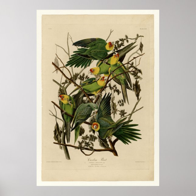 Póster Carolina Parrot (Frente)