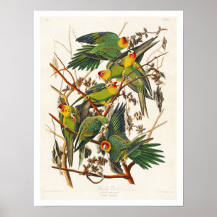 Póster Carolina Parrot de Audubon Poster