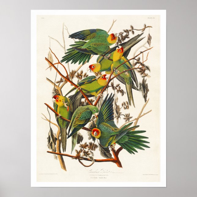 Póster Carolina Parrot de Audubon Poster (Frente)