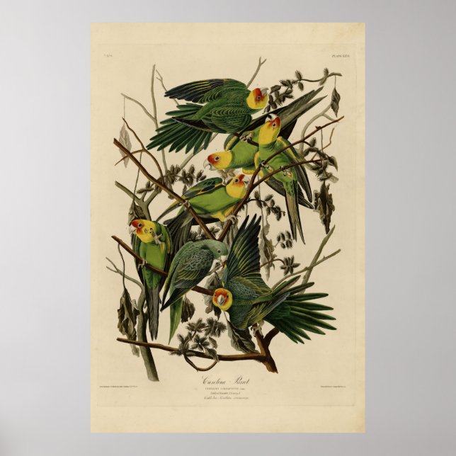 Póster Carolina Parrot de Aves de América de Audubon (Frente)
