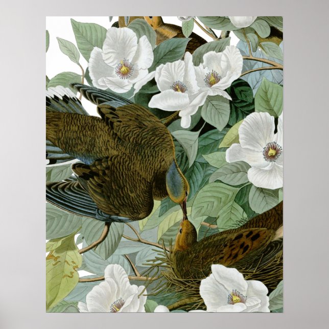 Póster Carolina Pigeon Audubon Morning Dove (Frente)