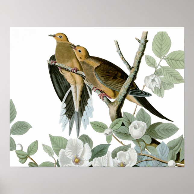 Póster Carolina Pigeon Audubon Morning Dove (Frente)