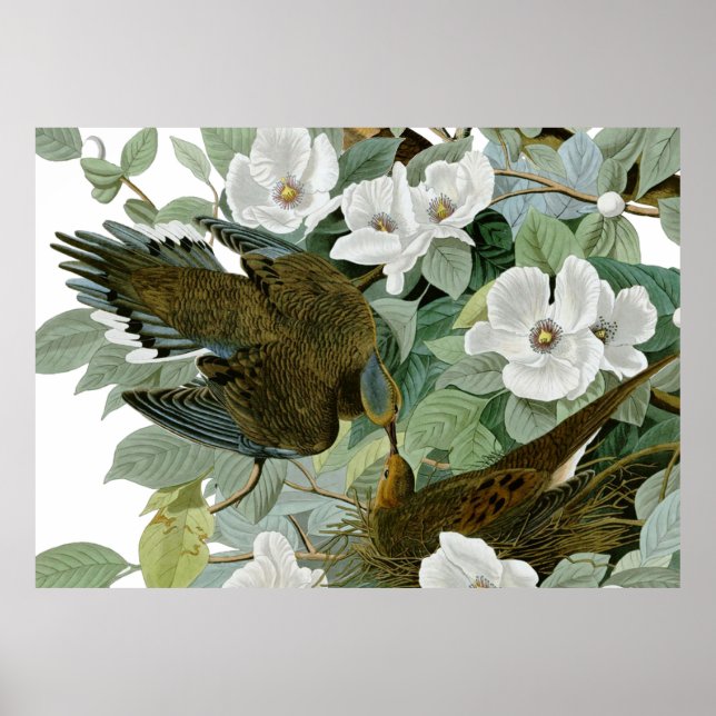 Póster Carolina Pigeon Audubon Morning Dove (Frente)