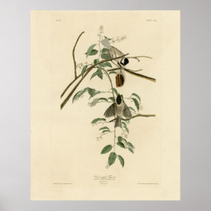 Póster Carolina Titmouse de Aves de América de Audubon