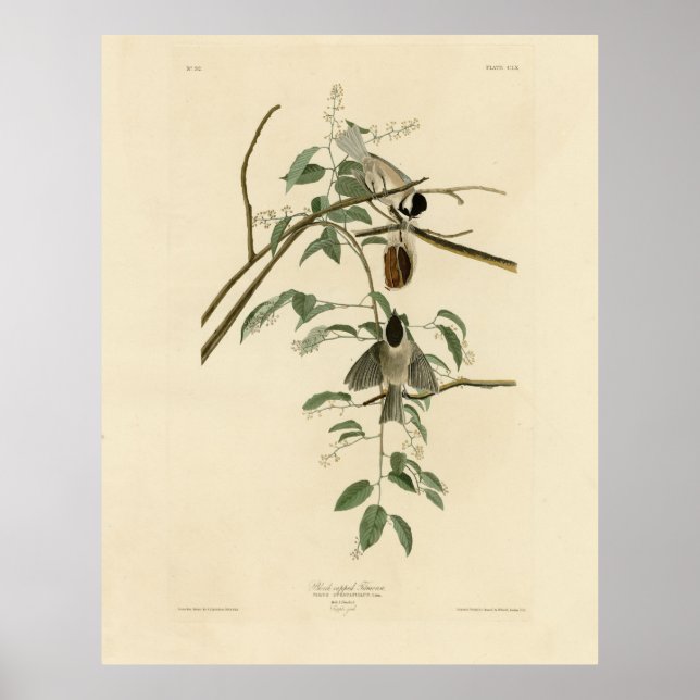 Póster Carolina Titmouse de Aves de América de Audubon (Frente)