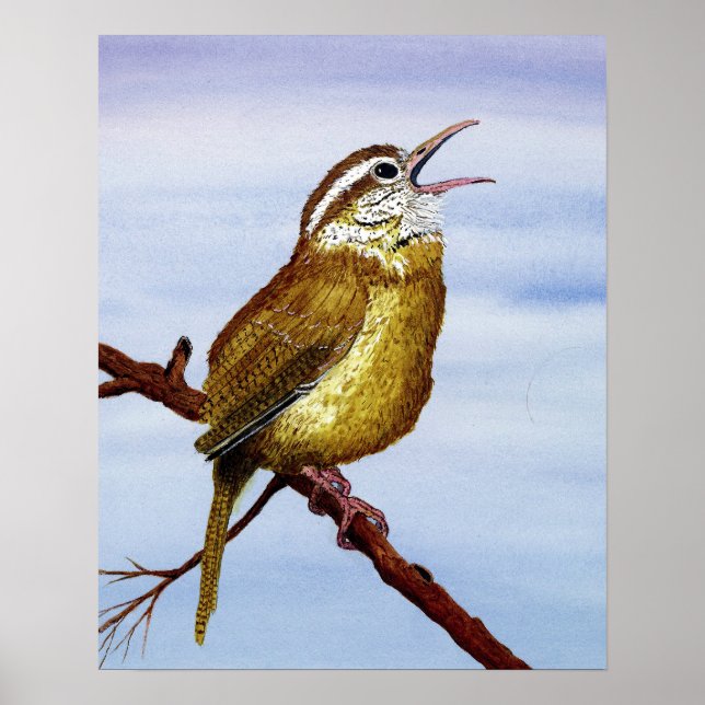 Póster Carolina Wren (Frente)