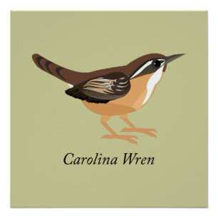 Póster Carolina Wren