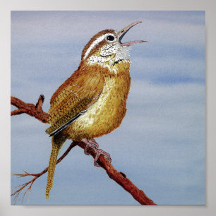 Póster Carolina Wren