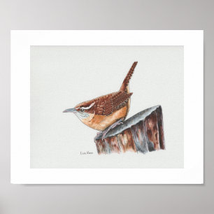 Póster Carolina Wren Art Print