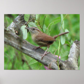 Póster Carolina Wren Poster
