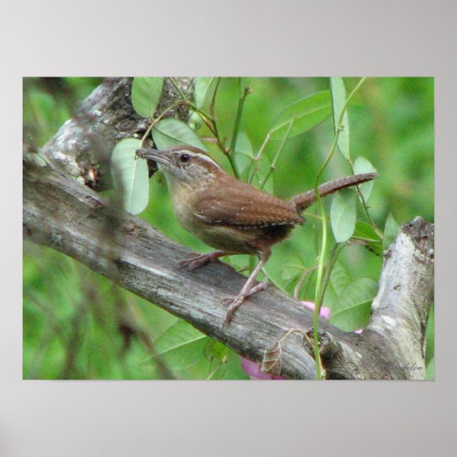 Póster Carolina Wren Poster (Frente)