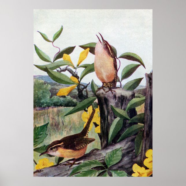 Póster Carolina Wrens y la jessamina amarilla (Frente)
