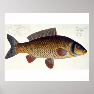 Póster Carp (Cyprinus Carpio) plate XVI from 'Ichthyologi