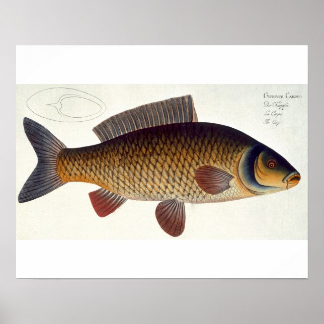 Póster Carp (Cyprinus Carpio) plate XVI from 'Ichthyologi (Frente)