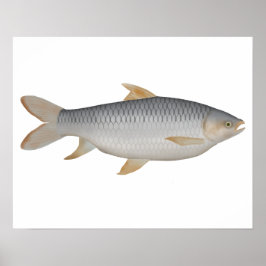 Póster Carpa de Hoven