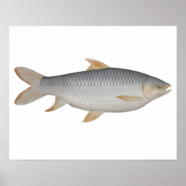 Póster Carpa de Hoven (Frente)