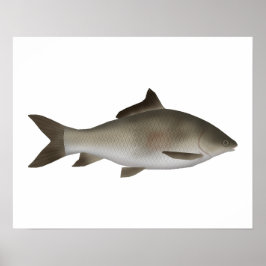 Póster Carpa de la península de labio anquilosado