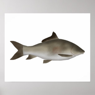 Póster Carpa de la península de labio anquilosado