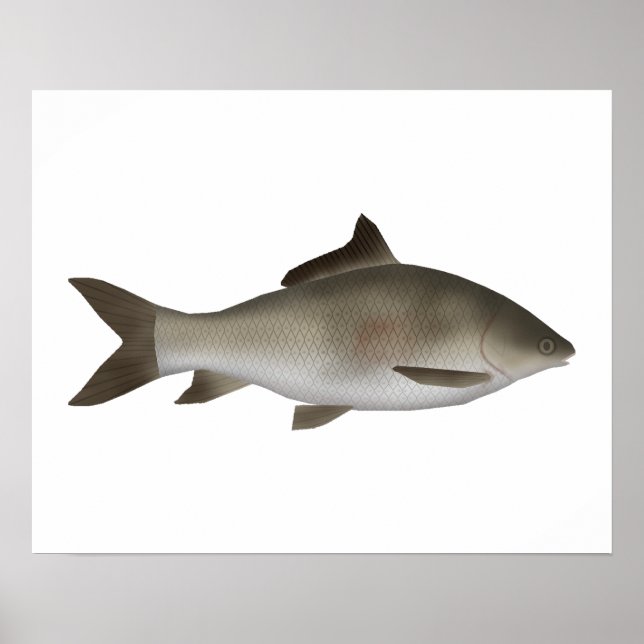 Póster Carpa de la península de labio anquilosado (Frente)