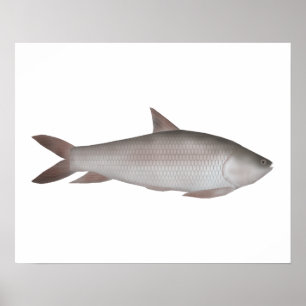 Póster Carpa Reba
