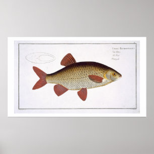 Póster Carpa roja (Eritroftalmus Cyprinus)