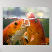 Carpas de Koi