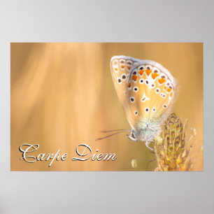 Póster Carpe Diem personal bello retrato de mariposa