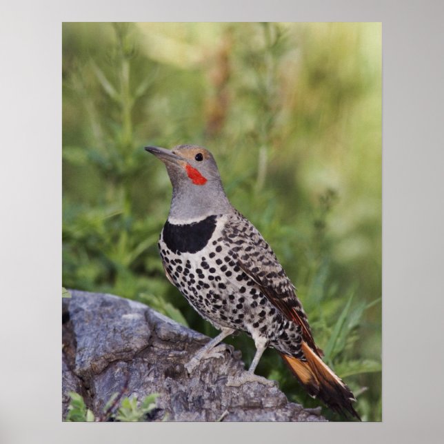 Póster Carpintero americano, Colaptes auratus, de eje roj (Frente)