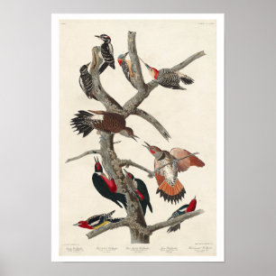 Póster Carpintero de madera por Audubon Poster