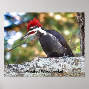 Póster Carpintero peregrino macho