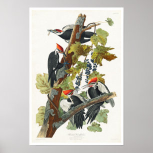 Póster Carpintero perfumado por Audubon Poster