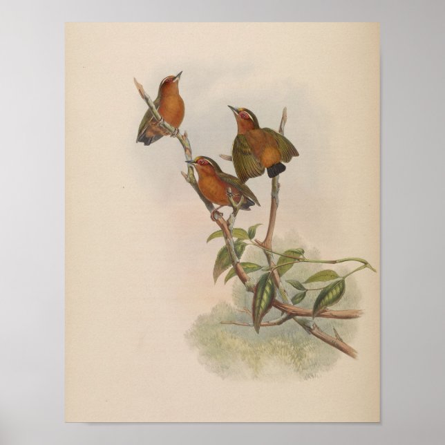 Póster Carpintero Rufo por John Gould Imprimir (Frente)