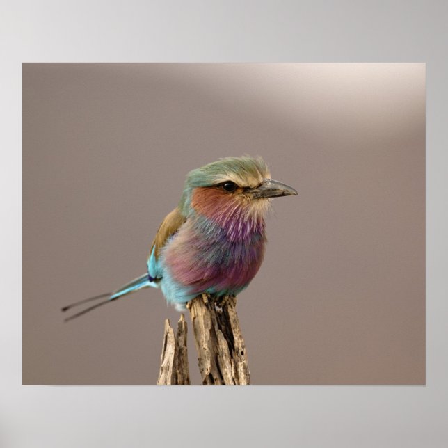 Póster Carraca liliacéa, Coracias caudata, Samburu (Frente)
