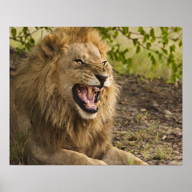 Póster Carrera de leones machos (Panthera leo), Okavango (Frente)