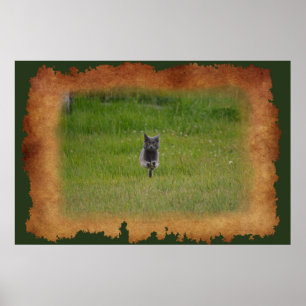 Póster Carreras de gato de granja gris a través de foto d