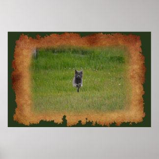 Póster Carreras de gato de granja gris a través de foto d