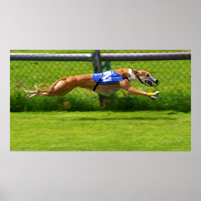 Póster Carreras de Greyhound (Frente)