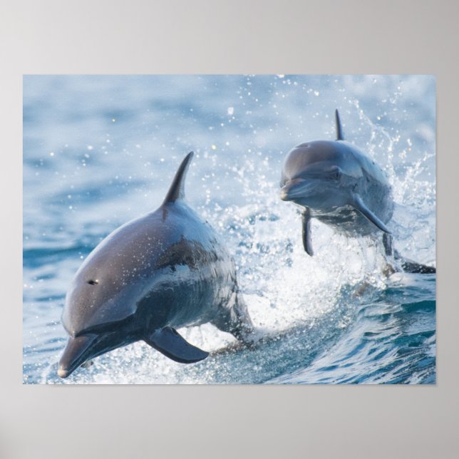 Póster Carreras Dolphins Bottlenose Duo Office and Dorm (Frente)