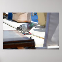 Carreras Pigeon