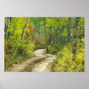Póster Carretera con colores de otoño y álamos en Kebler