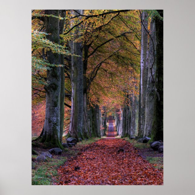 PÓSTER CARRETERA CON HOJAS CAÍDAS ENTRE ÁRBOLES (Frente)