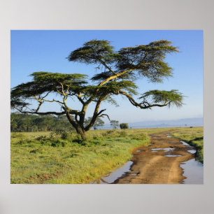 Póster Carretera de tierra y árbol de acacia, lago Nakuru