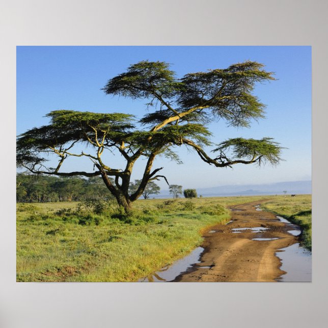Póster Carretera de tierra y árbol de acacia, lago Nakuru (Frente)