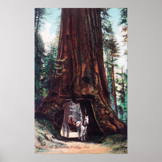 Póster Carriage Travelling Under a Giant Redwood (Frente)